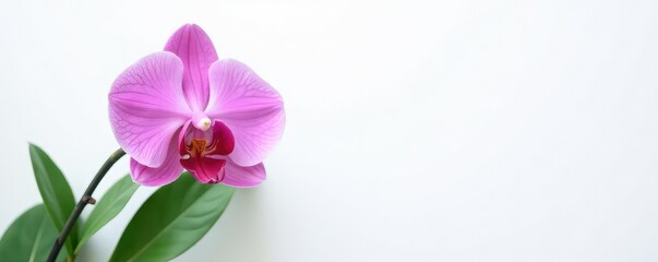 Obraz premium Single orchid on white background with leaves, bloom, flowers, solitary