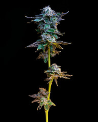 cannabis flower