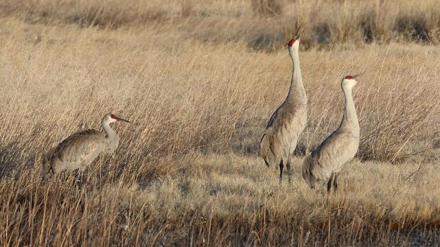 Three sandhill cranes (Antigone canadensis) stand in the Honey Lake Wildlife Area, Lassen County, California, with two loudly vocalizing as distant cranes call in the background