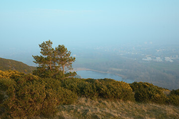 Pine trees and shrubs on Arthur's Seat below the town site shrouded in mist or cold sea fog, on a...