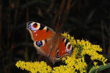 Tagpfauenauge,  Inachis io