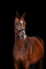 Obraz premium Bayrisches Warmblut