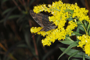 Tagpfauenauge,  Inachis io