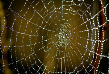 spider web with dew on an early morning in Winter