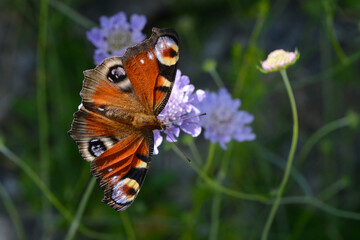 Tagpfauenauge,  Inachis io