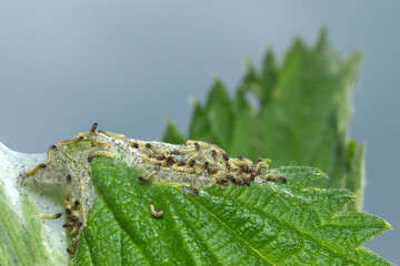 Tagpfauenauge,  Inachis io, Raupen