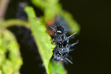 Tagpfauenauge,  Inachis io