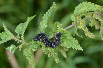 Tagpfauenauge,  Inachis io, Raupe