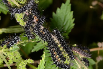 Tagpfauenauge,  Inachis io