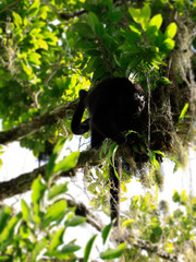 Howler monkey in the forest of Tikal, Guatemala