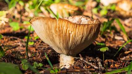 A solitary light brown mushroom stands prominently on the forest floor, surrounded by twigs and dry leaves, with lush green plants peeking through.