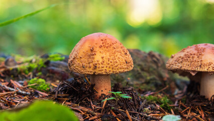 Two orange-brown mushrooms with bumpy tops emerge from a bed of dark soil and fallen pine needles, surrounded by lush green foliage, creating a serene woodland scene.