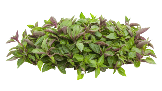 Fresh basil leaves arranged in a vibrant display on a white background highlighting their rich green colors and unique shape and texture