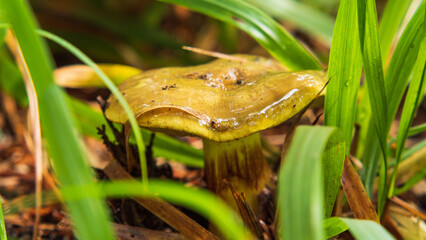 A shiny yellow mushroom emerges from a lush green patch, partially hidden by tall grass blades, set against a backdrop of brown leaves and twigs.