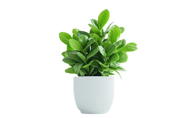 Fototapeta premium Potted jade plant with thick fleshy leaves on white background