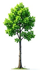 Fototapeta premium Tall tree with a few leaves isolated on white background, white background, branch, greenery