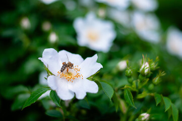 Bee on a background of white rosehip flowers.