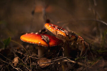 Amanita muscaria, a hallucinogen mushroom on forest floor