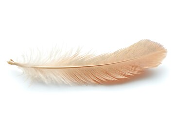 Obraz premium Single light brown feather isolated on white background.