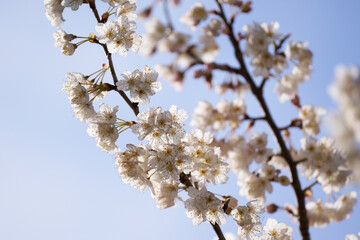 セイヨウミザクラの花・サクランボの木