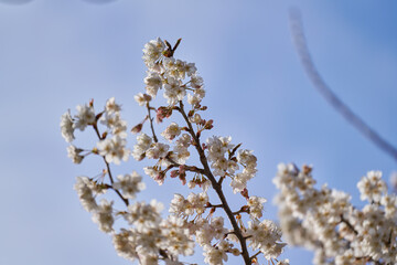 セイヨウミザクラの花・サクランボの木