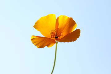 Goldmohn