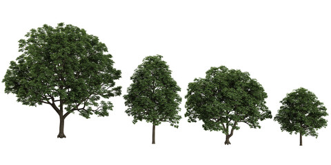 3d illustration of Bischofia,Celtis trees on transparent background