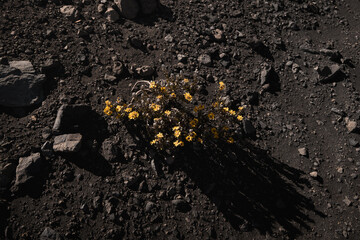 Yellow flowers growing on mount meru volcanic soil in tanzania, africa