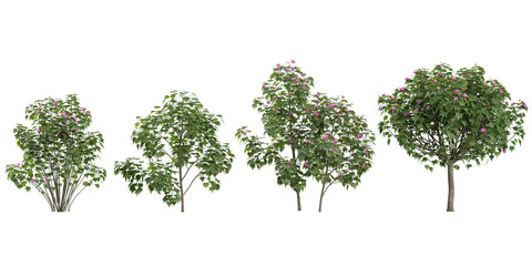 Fototapeta premium 3d illustration of Hibiscus trees on transparent background