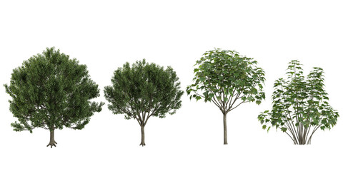 3d illustration of Eucommia trees on transparent background