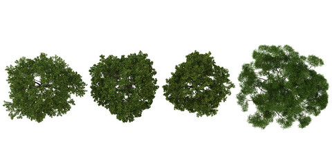 Obraz premium Collection of Ash trees on transparent background from the top view
