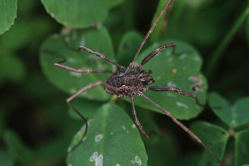 Spider insects arthropods in the rainforest macro photography