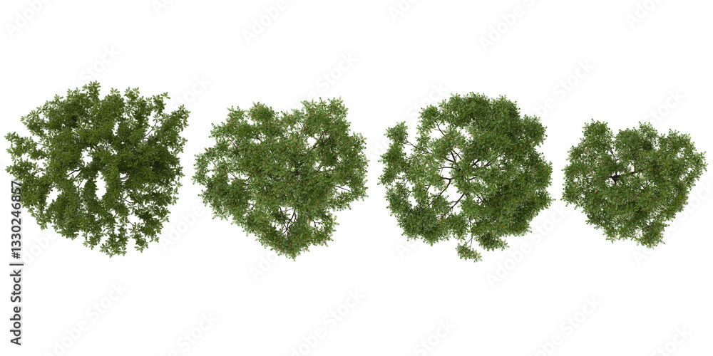 Poster collection of ulmus parvifolia trees on transparent background from the top view