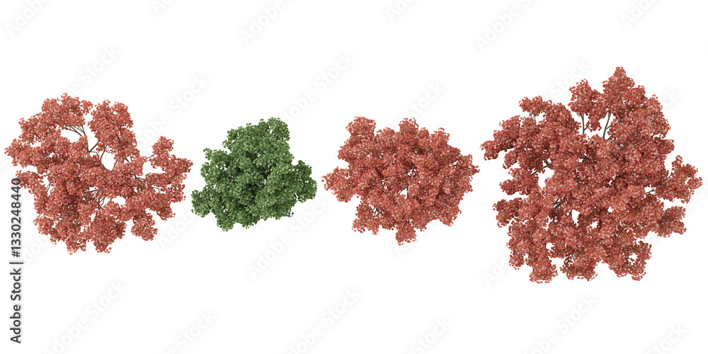 Poster set of cotinus trees on transparent background