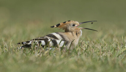 Hoopoe feeding at Swansea Bay, Wales, UK © Nick Edge