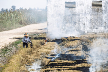 Woman Burning Crop Residues in Rice Fields, Isla Mayor, Seville, Spain