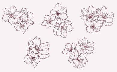 Cherry Blossom Line Art. Trendy floral branches and flowers. Botanical Line Art Sakura Collection. Hand drawn line art cherry blossom flowers. Luxury Line Floral Art. Cherry Blossom Outline