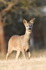Capreolus capreolus european roe deer female on a field. Close-up portrait. Eye to eye contact.