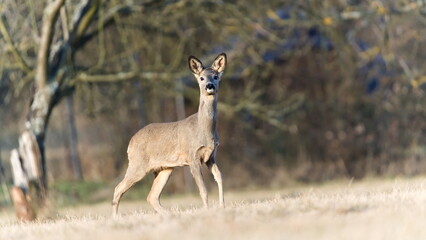 Capreolus capreolus european roe deer female on a field. Close-up portrait. Eye to eye contact.