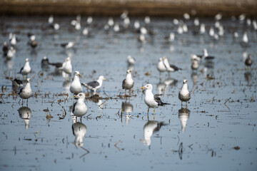 Seagulls on a harvested rice field, Isla Mayor, Seville, Spain