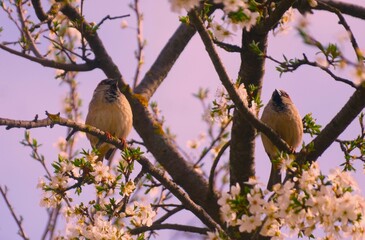 Cute little sparrows sitting on a blooming branch full of white flowers in springtime