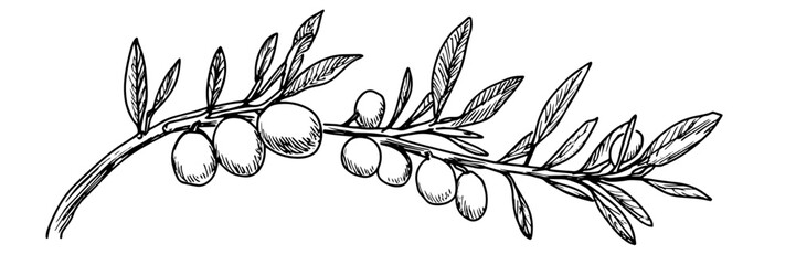 olive branch sketch doodle vector illustration engraving vintage mediterranean symbol © Kaz