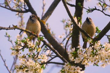 Cute little sparrows sitting on a blooming branch full of white flowers in springtime