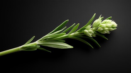 Fototapeta premium Overhead view of a fresh rosemary sprig against a black background showcasing its vibrant greenery and delicate flowers captured in studio lighting