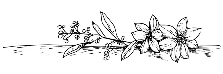 Fototapeta premium delicate blooming flower branch, doodle vector black sketch