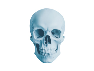Detailed view of a human skull in light blue color on a transparent background, cut out