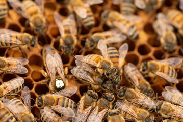 Close up details of honey bees on a honeycomb frame from a beehive 