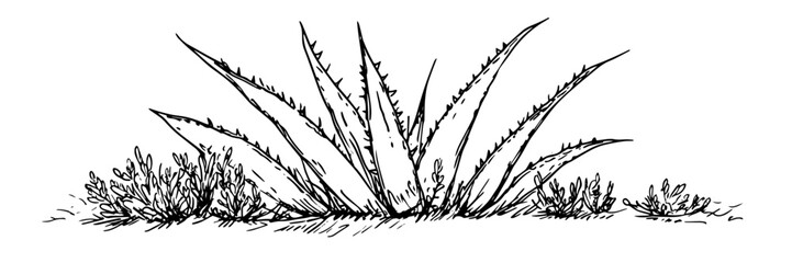 aloe vera plant hand drawn doodle black vector sketch