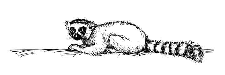ring tailed lemur resting hand drawn doodle black vector sketch © Kaz
