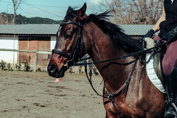 Obraz premium equestrian sport club, horse rider on brown horse, sand soil ground, warm sunny day